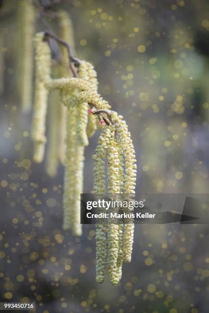 flowering common hazel (corylus avellana) with sprouting pollen (allergens) - berk stockfoto's en -beelden