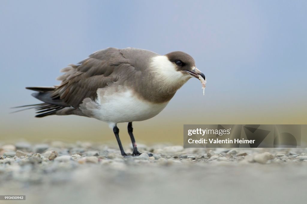 Parasitic jaeger or Arctic Skua (Stercorarius parasiticus), feeding, Longyearbyen, Spitsbergen, Norway
