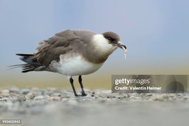 parasitic jaeger or arctic skua (stercorarius parasiticus), feeding, longyearbyen, spitsbergen, norway - arctic skua stock pictures, royalty-free photos & images