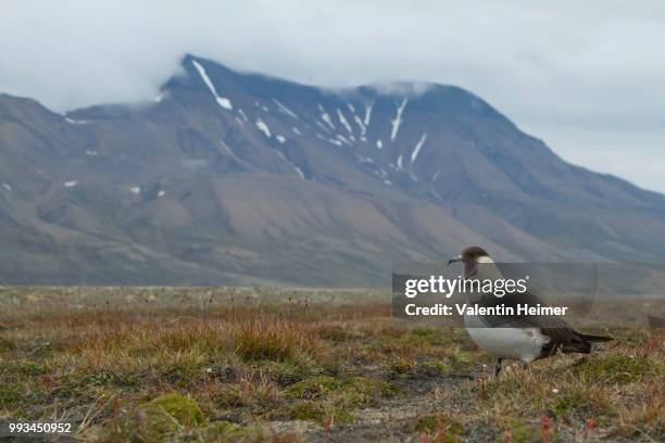 parasitic jaeger or arctic skua (stercorarius parasiticus) in front of mountain scenery with clouds, longyearbyen, spitsbergen, norway - arctic skua stock pictures, royalty-free photos & images