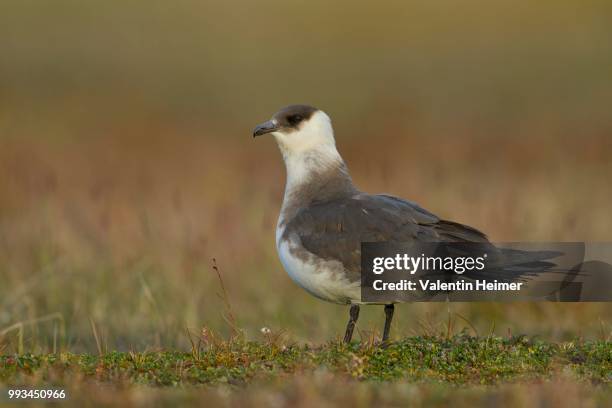 parasitic jaeger or arctic skua (stercorarius parasiticus) in the evening light, longyearbyen, spitsbergen, norway - arctic skua stock pictures, royalty-free photos & images