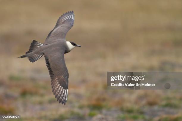 parasitic jaeger or arctic skua (stercorarius parasiticus) in flight, wings spread, longyearbyen, spitsbergen, norway - arctic skua stock pictures, royalty-free photos & images