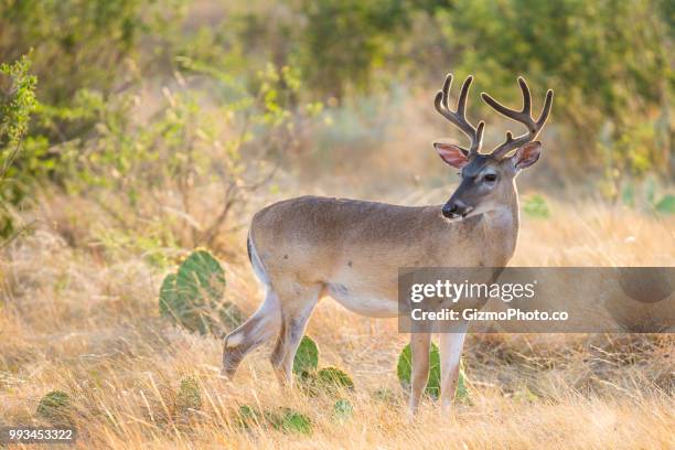 young buck - male kudu stock pictures, royalty-free photos & images