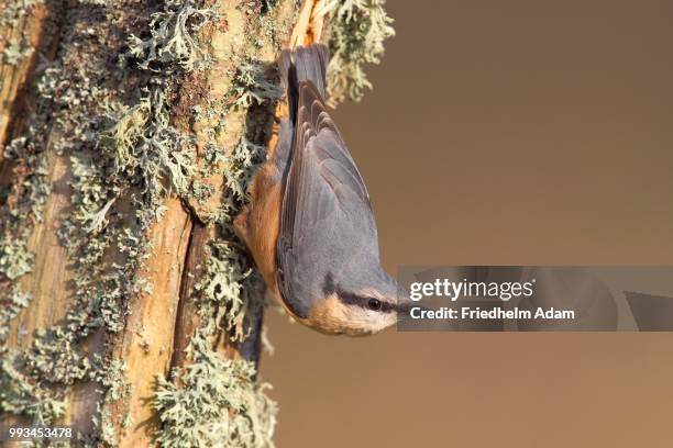 nuthatch (sitta europaea) upside down on a lichen-covered tree trunk , germany - sitta stockfoto's en -beelden