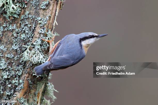 nuthatch (sitta europaea) sitting on a lichen-covered tree trunk, germany - sitta fotografías e imágenes de stock