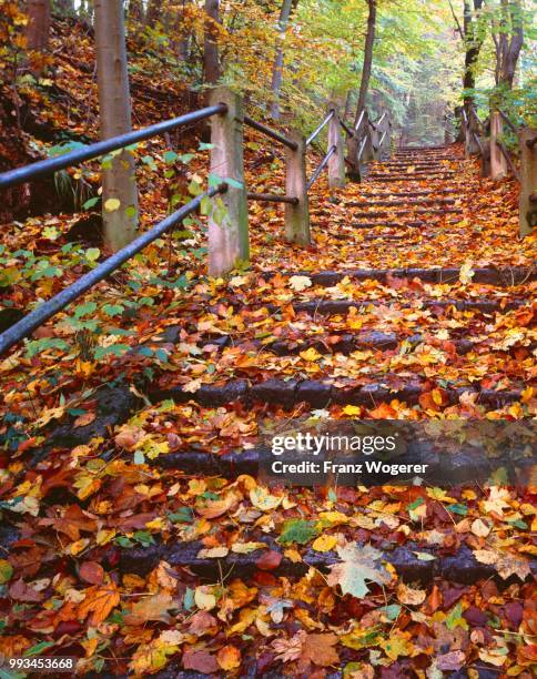 stairs, wiener hoehenstrasse, fallen leaves, autumn mood, grinzing, vienna, austria - vienna grinzing stock pictures, royalty-free photos & images