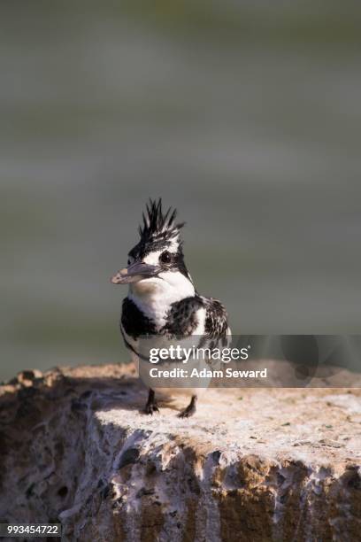 pied kingfisher (ceryle rudis) sitting on wall, djoudj national park, senegal - pied kingfisher ceryle rudis stock pictures, royalty-free photos & images