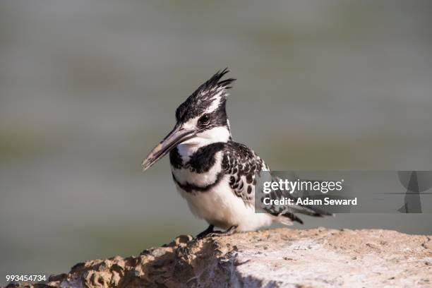 pied kingfisher (ceryle rudis) sitting on wall, djoudj national park, senegal - pied kingfisher ceryle rudis stock pictures, royalty-free photos & images