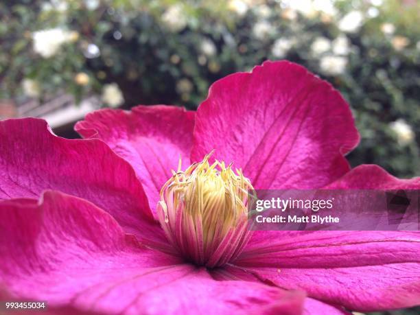 clematis flower - blythe stock pictures, royalty-free photos & images