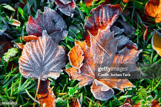 autumn leaves, frost on autumn leaves, maple, linden, left, north rhine-westphalia, germany - acer platanoides stock-fotos und bilder