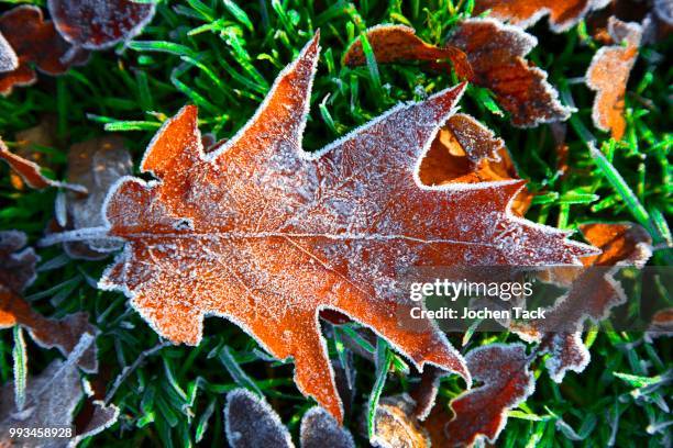 autumn leaves, hoarfrost on autumn leaf, red oak, north rhine-westphalia, germany - oak leaf - fotografias e filmes do acervo