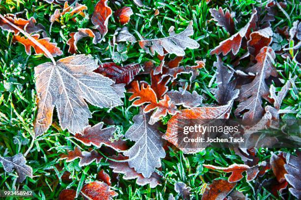 autumn leaves, frost on autumn leaves, maple, linden, oak, north rhine-westphalia, germany - acer platanoides stock-fotos und bilder