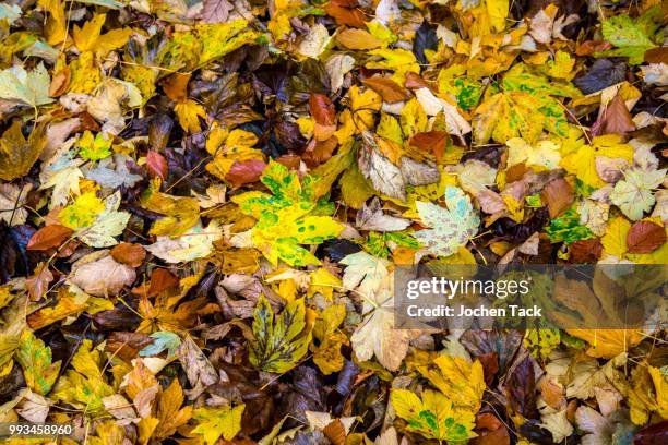 autumn leaves, maple, north rhine-westphalia, germany - acer platanoides stock-fotos und bilder
