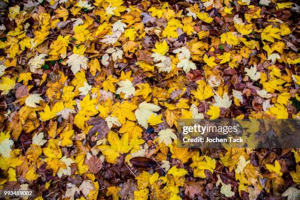 autumn leaves, maple, beech, north rhine-westphalia, germany - acer platanoides stock-fotos und bilder