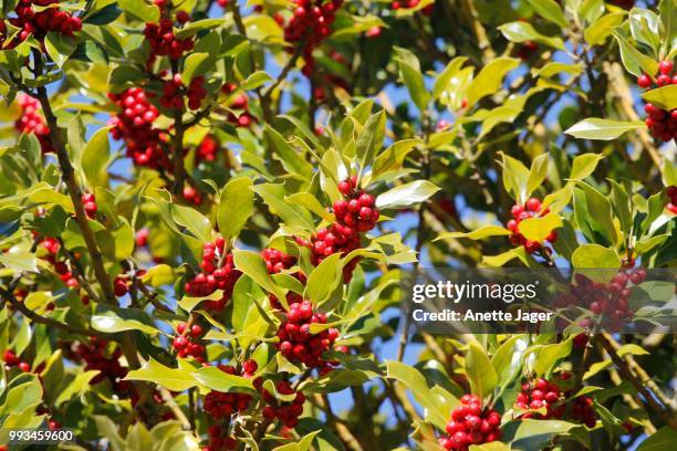 holly (ilex) with red fruits, germany - jager stock pictures, royalty-free photos & images