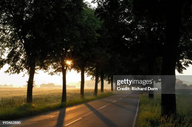 avenue with eveningi sun, alpen-veen, north rhine-westphalia, germany - veen stock pictures, royalty-free photos & images