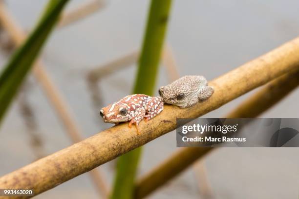 two marbled reed frogs (hyperolius marmoratus) sitting a twig in the swamps of the okavango delta, botswana - anura stock pictures, royalty-free photos & images