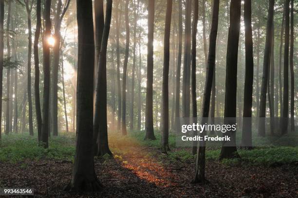 european beeches (fagus sylvatica), deciduous forest with fog at sunrise, north rhine-westphalia, germany - deciduous stock pictures, royalty-free photos & images
