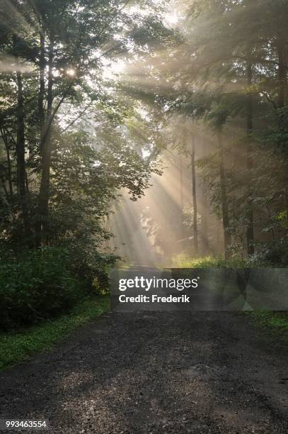 european beeches (fagus sylvatica), forest path in a deciduous forest, with fog at sunrise, north rhine-westphalia, germany - deciduous stock pictures, royalty-free photos & images