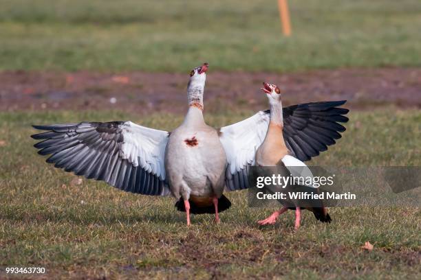 egyptian geese (alopochen aegyptiacus), courtship display, hesse, germany - ganso do egipto imagens e fotografias de stock