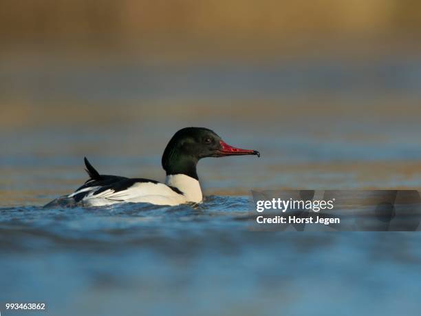 common merganser or goosander (mergus merganser), luxembourg - common merganser stockfoto's en -beelden