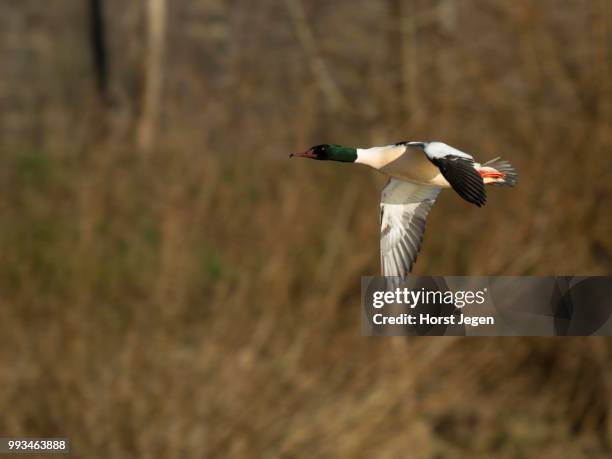 common merganser or goosander (mergus merganser), luxembourg - common merganser stockfoto's en -beelden