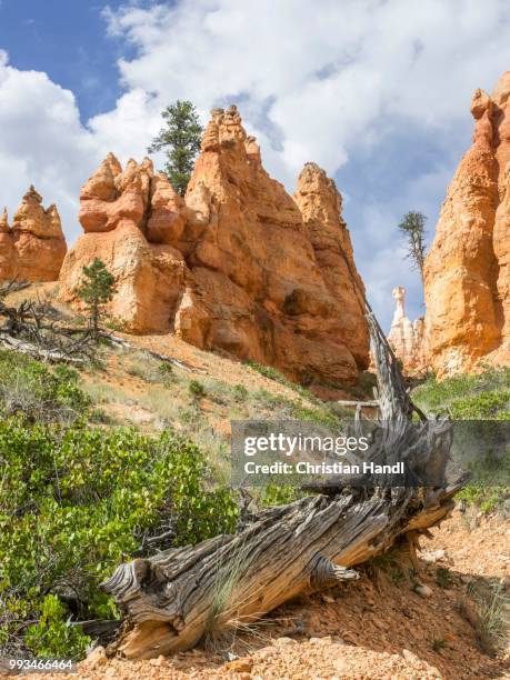 Navajo Rocks Loop Navajo Loop Trail Photos and Premium High Res Pictures - Getty Images
