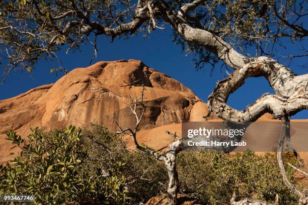Shepherd Tree Photos and Premium High Res Pictures - Getty Images