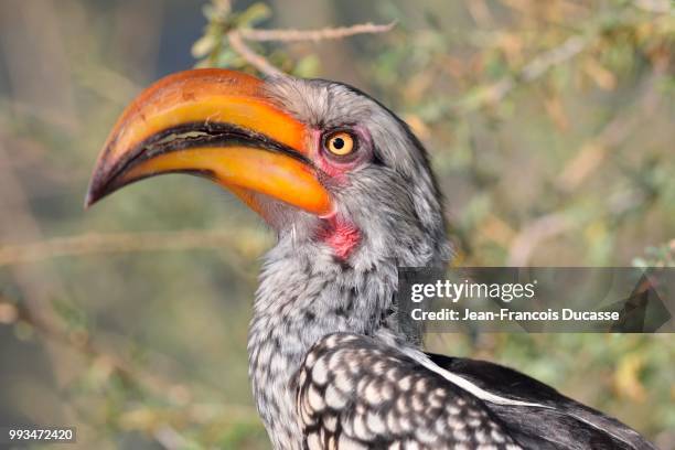 southern yellow-billed hornbill (tockus leucomelas), perched, kgalagadi transfrontier park, northern cape, south africa - yellow eyes stock pictures, royalty-free photos & images