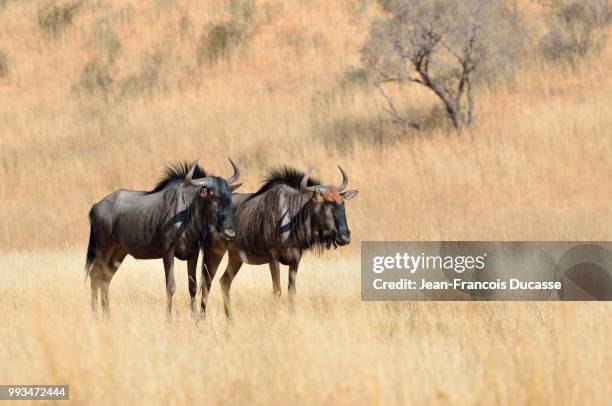 blue wildebeests (connochaetes taurinus), standing in dry grassland, kgalagadi transfrontier park, northern cape, south africa - hartebeest stock pictures, royalty-free photos & images