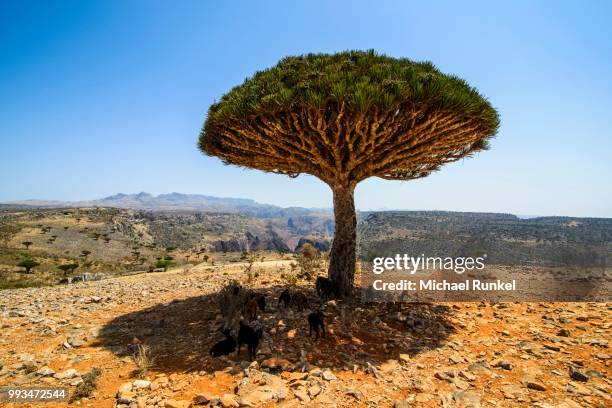 socotra dragon tree or dragon blood tree (dracaena cinnabari), dixsam plateau, socotra, yemen - dragon blood tree stock pictures, royalty-free photos & images