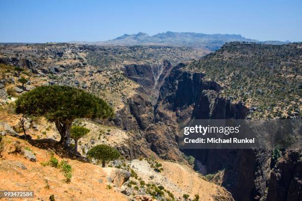 socotra dragon tree or dragon blood tree (dracaena cinnabari) in front of a huge canyon on the dixsam plateau, socotra, yemen - dragon blood tree stock pictures, royalty-free photos & images