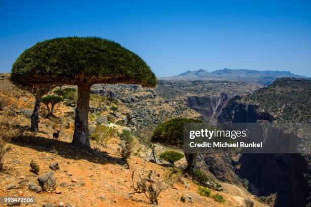socotra dragon tree or dragon blood tree (dracaena cinnabari) in front of a canyon, dixsam plateau, socotra, yemen - dragon blood tree stock pictures, royalty-free photos & images