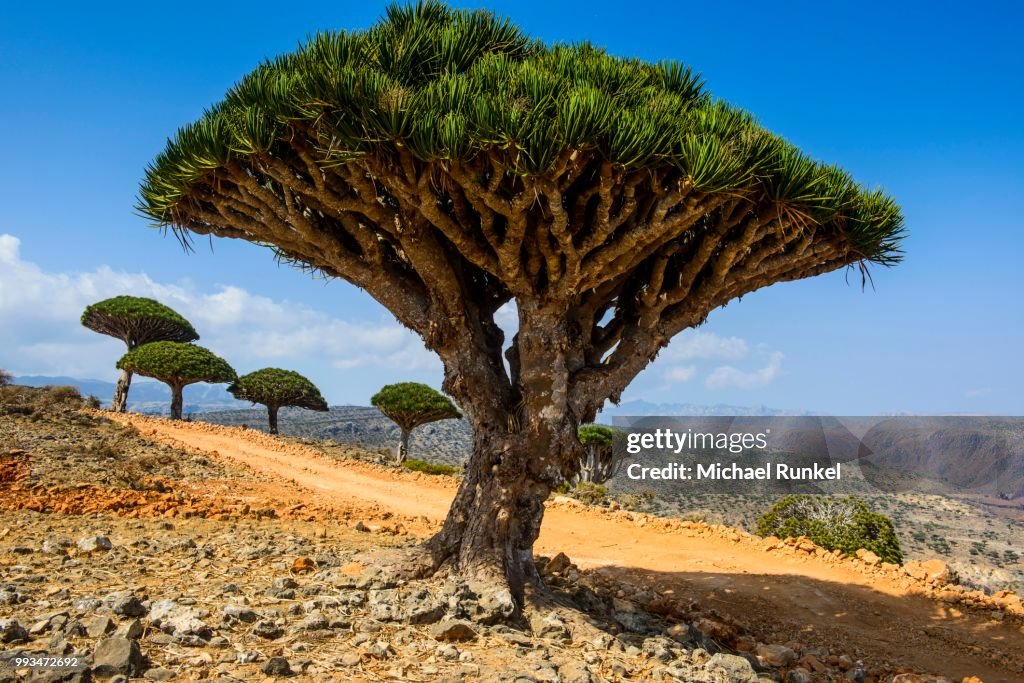 Socotra Dragon Tree or Dragon Blood Tree (Dracaena cinnabari), Dixsam plateau, Socotra, Yemen