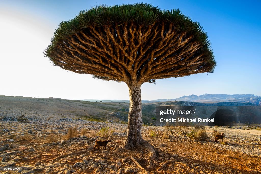 Socotra Dragon Tree or Dragon Blood Tree (Dracaena cinnabari), Dixsam plateau, Socotra, Yemen