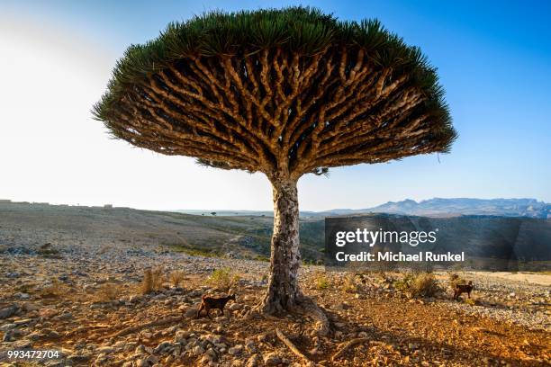 socotra dragon tree or dragon blood tree (dracaena cinnabari), dixsam plateau, socotra, yemen - dragon blood tree stock pictures, royalty-free photos & images