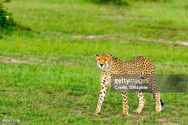 luipaarden jagen - afrikaans jachtluipaard stockfoto's en -beelden