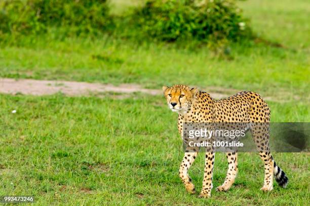 cheetahs hunting - 1001slide stock pictures, royalty-free photos & images