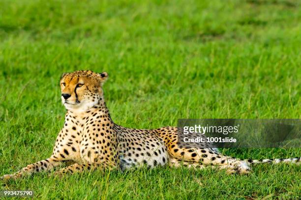 cheetah resting - 1001slide stock pictures, royalty-free photos & images