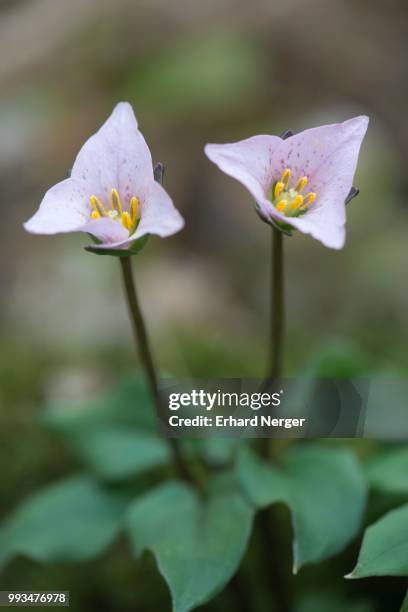 tri flower (trillium rivularis), emsland, lower saxony, germany - rivularis stock pictures, royalty-free photos & images
