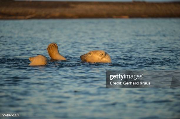 two polar bears (ursus maritimus) in the sea, kaktovik, barter iceland, beaufort sea, alaska, usa - kraus stock pictures, royalty-free photos & images