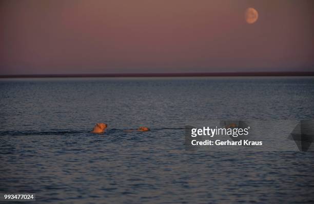 polar bear (ursus maritimus) with two young animals in the sea, moon, kaktovik, barter iceland, beaufort sea, alaska, usa - beaufort sea stock pictures, royalty-free photos & images