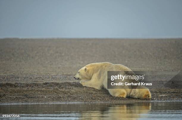 polar bear (ursus maritimus), gravel island, kaktovik, barter iceland, beaufort sea, alaska, usa - beaufort sea stock pictures, royalty-free photos & images