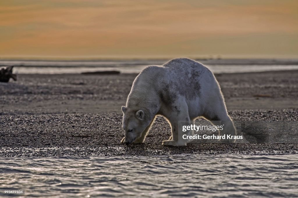 Polar bear (Ursus maritimus), gravel island, Kaktovik, Barter Iceland, Beaufort Sea, Alaska, USA