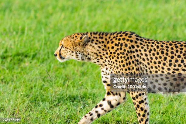 cheetahs hunting - 1001slide stock pictures, royalty-free photos & images