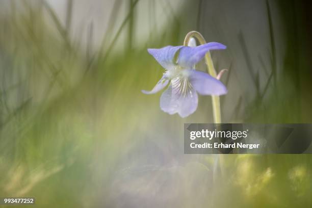 heath dog-violet (viola canina), emsland, lower saxony, germany - ca nina stock pictures, royalty-free photos & images