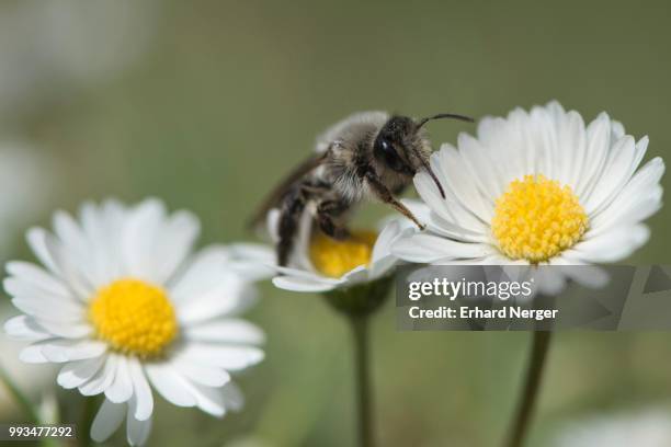 ashy mining bee (andrena cineraria), emsland, lower saxony, germany - cineraria stock pictures, royalty-free photos & images