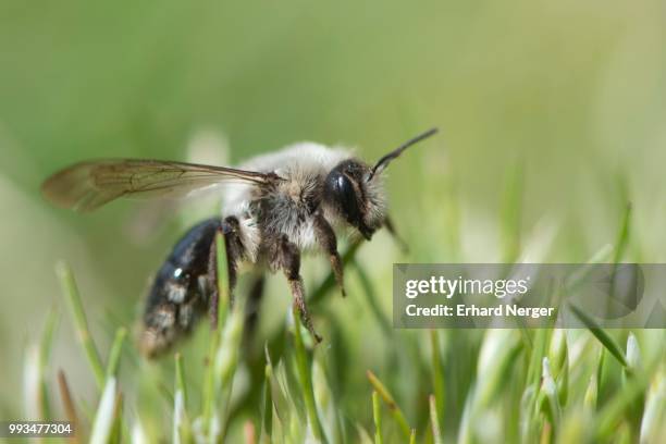 ashy mining bee (andrena cineraria), emsland, lower saxony, germany - cineraria stock pictures, royalty-free photos & images