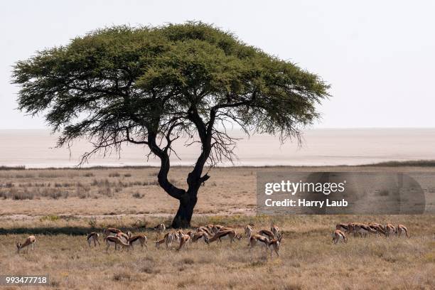 springbok herd (antidorcas marsupialis) under an umbrella acacia tree, etosha national park, namibia - vachellia tortilis stockfoto's en -beelden