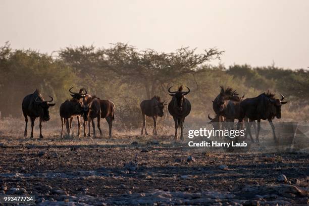 herd of blue wildebeest (connochaetes taurinus), etosha national park, namibia - hartebeest foto e immagini stock